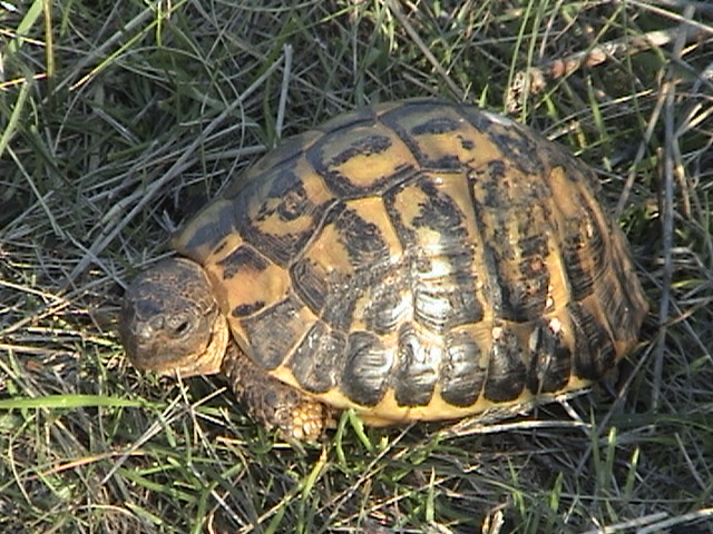 Testuggine di Hermann